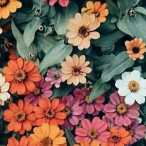 Meet your Posher, Claire